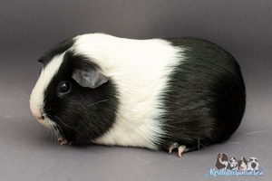 VOltriantA (1) [300x200]