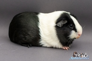 VOltriantA (2) [300x200]