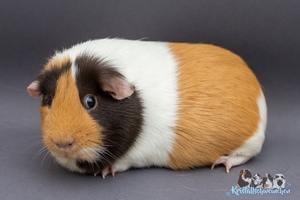 LimoneA (1) [300x200]