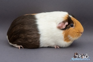 LimoneA (2) [300x200]