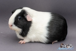 NidorinaA (1) [300x200]