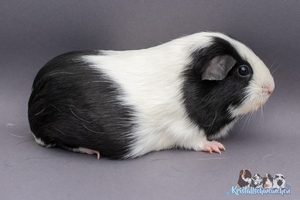 NidorinaA (2) [300x200]