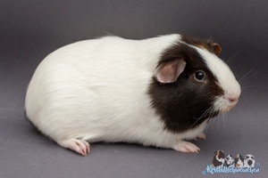 NougatA (2) [300x200]1