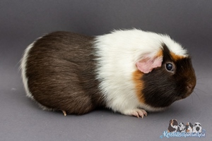 QuinoaA (2) [300x200]