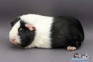 UnagiA (1) [300x200]