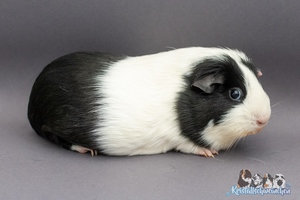 UnagiA (2) [300x200]