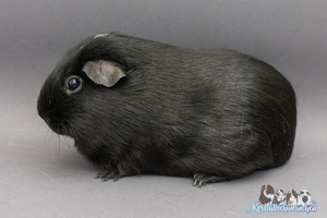 WadribieA (1) [300x200]