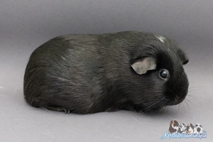 WadribieA (2) [300x200]